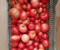 Продажа помидоров: 6 кг по 200 рублей за килограмм