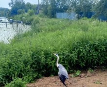 Жители Заречного заметили цаплю на реке и сообщили о возможной травме