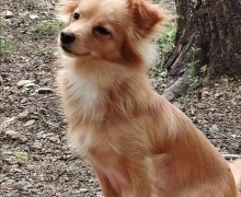 Спасённые собаки из Заречного обрели новые семьи: истории счастливого спасения