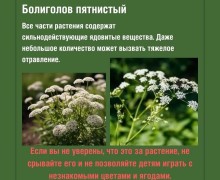Прогулки на природе: какие растения могут быть опасны для здоровья