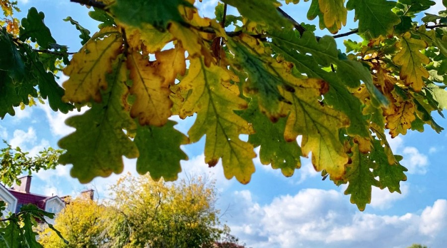 Кажется, последний день лета на Среднем Урале выпал на 23 сентября
