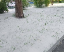 Вам кажется, что в Екатеринбурге многовато тополиного пуха?