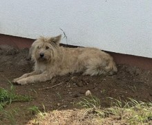 В Заречном и окрестностях ищут пропавшую собаку
