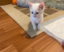 Котёнок Айси ищет дом: девочка окраса колор-пойнт из заброшенного сада