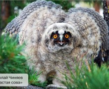 Подведены итоги конкурса «Красная ящерица – 2025»!