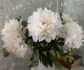 Роскошные белые пионы с восхитительным ароматом