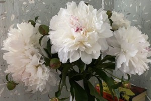 Роскошные белые пионы с восхитительным ароматом