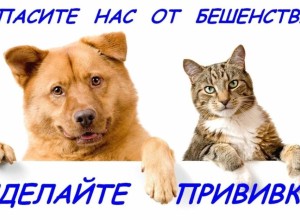 В Белоярском районе выявлен случай бешенства у лисы