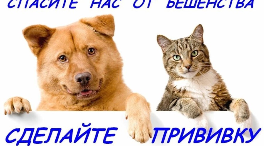 В Белоярском районе выявлен случай бешенства у лисы