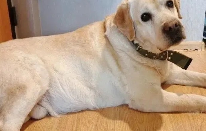 Самсон ищет дом