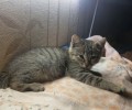 Маленькая Клёпа из Заречного ищет новый дом