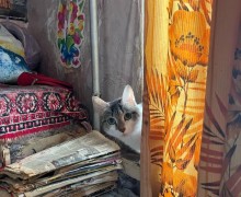 Заречный, срочно! Нужна помощь 40 кошкам из квартиры на Ленина, 30