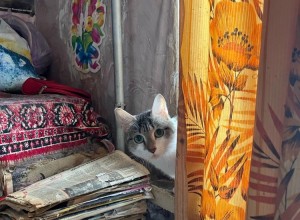 Заречный, срочно! Нужна помощь 40 кошкам из квартиры на Ленина, 30