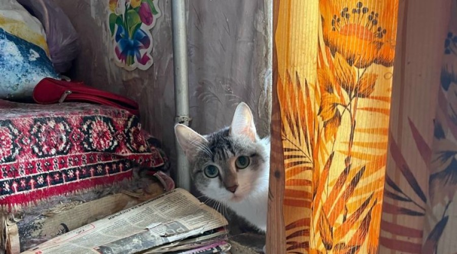 Заречный, срочно! Нужна помощь 40 кошкам из квартиры на Ленина, 30