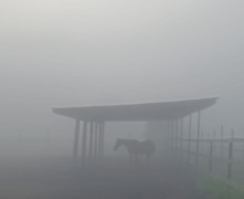 В понедельник Заречный и близлежащие деревни сёла накрыл туман