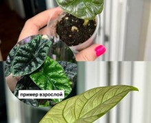 Названия и цены на фото