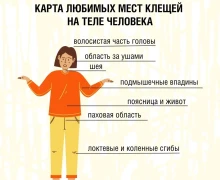 Клещи стали реже нападать на людей, но полностью они ещё не исчезли