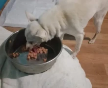 СОТРУДНИКИ ГОРОДСКОГО ПКС СПАСЛИ безнадзорную собаку