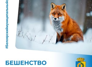 В Белоярском округе зафиксирован случай бешенства