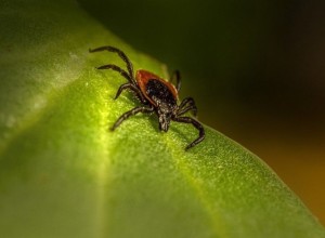 За две недели неделю клещи покусали 59 зареченцев