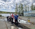 Как приручить/помыть дракона