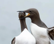 В конце декабря подвели итоги конкурса Comedy Wildlife Photography Awards 2025 - самых забавных фотографий дикой природы
