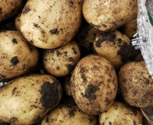 Продам картофель с бесплатной доставкой