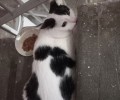 Срочно ищут нового хозяина для питомца