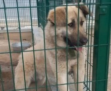 Пёс Изя ищет заботливых хозяев в Заречном