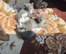 Ласковые котята ищут дом