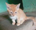 Котенок срочно ищет дом