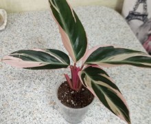 Продам сингониумы, кротон, строманту, фикусы