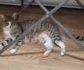 Кошка из садов «Сосновый бор» ищет новый дом после отказа хозяев