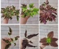 Продам черенки колеусов