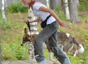 В субботу, 16 августа, под Асбестом прошла Гонка героев, в которой участвовали команды человек и собака