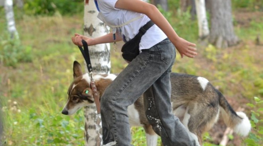 В субботу, 16 августа, под Асбестом прошла Гонка героев, в которой участвовали команды человек и собака