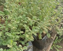 Саженцы хризантем мультифлора и корейской из Белоярского района — более 30 сортов