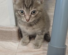 Отдам котят, приученных к лотку