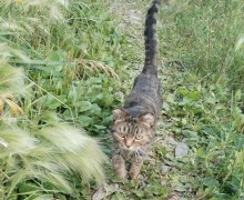 Ищут дом молодые кошки: возраст 1–2 года, приучены к лотку