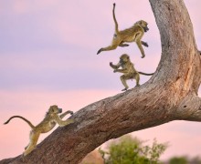 В конце декабря подвели итоги конкурса Comedy Wildlife Photography Awards 2025 - самых забавных фотографий дикой природы