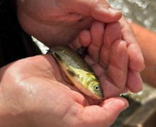 Осенью Белоярское водохранилище пополнится новыми мальками