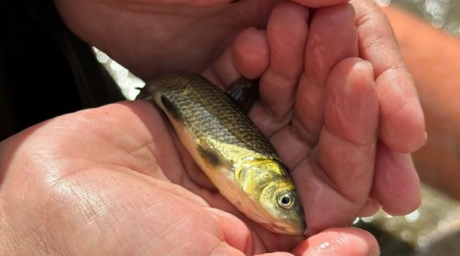 Осенью Белоярское водохранилище пополнится новыми мальками