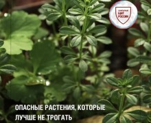 Прогулки на природе: какие растения могут быть опасны для здоровья