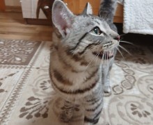 В Заречном спасатели сняли кота с дерева, разыскиваются хозяева