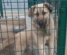 Ищем дом для Бимки, Изи и Буси