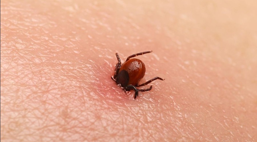 Первый случай укуса клеща зарегистрирован на Урале