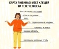 Клещи стали реже нападать на людей, но полностью они ещё не исчезли