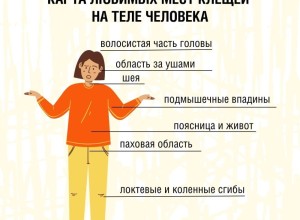 Клещи стали реже нападать на людей, но полностью они ещё не исчезли