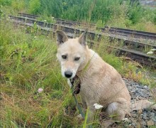 Пёс Ярик ищет заботливого хозяина