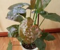 Продам сингониумы, диффенбахию, фикус, кротон
